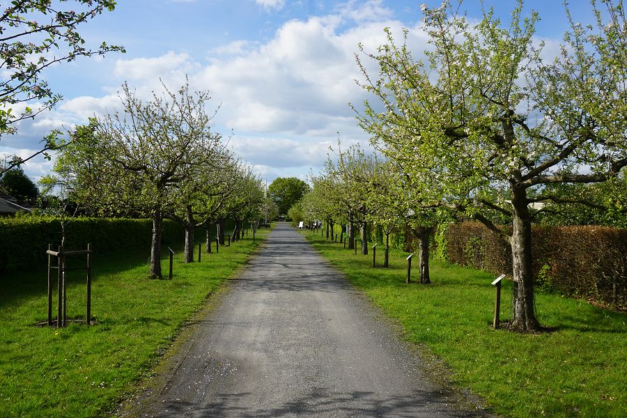 Der Obstbaumlehrpfad in voller Blüte