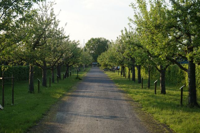 Die Obstbaumallee im Hochsommer