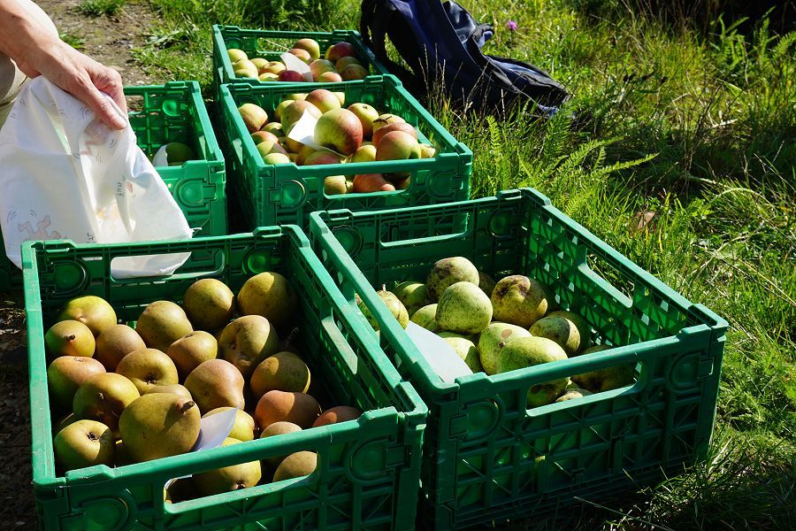 Die geernteten Früchte stehen zum Verkauf in Kisten bereit