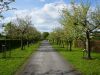 Obstbaumblüte im Frühling