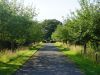 Die Allee im Hochsommer mit hohem Gras