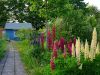 Blaue Laube mit bunten Lupinen