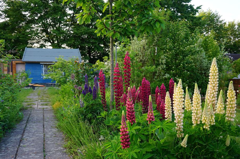 Blaue Laube mit Lupinen