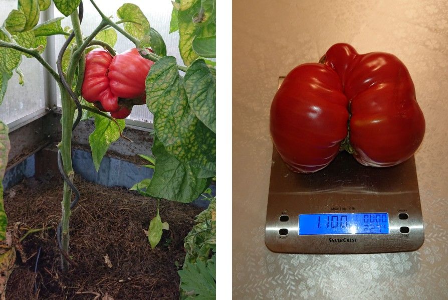 linke Bildseite: Tomate “Olena Ukrainian” im Gewächshaus   - rechte Bildseite: Fleischtomate “Olena Ukrainian” auf der Waage: 1.100 g