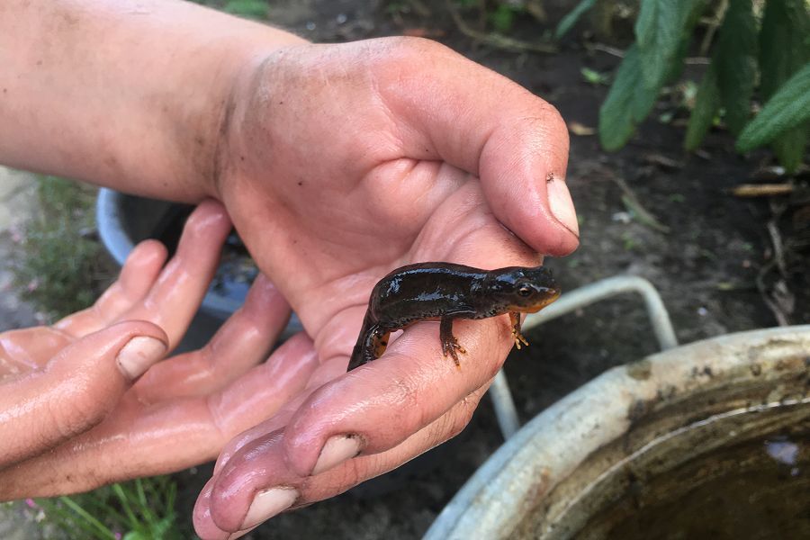 Molch auf der Hand eines Mitglieds