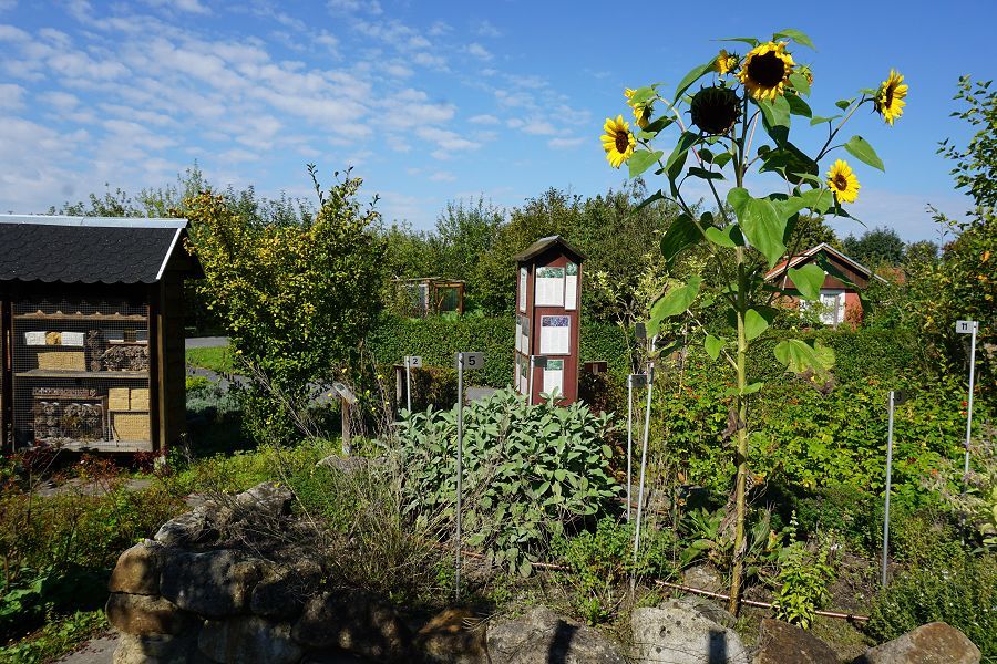 Das Insektenhotel neben dem Wildbeeren- und Kräuterbeet