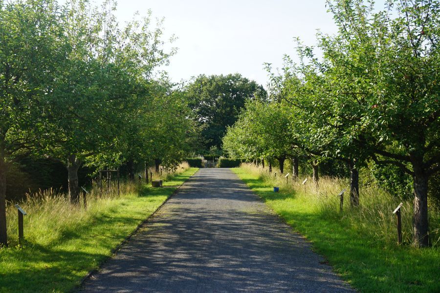 Die Allee im Hochsommer mit hohem Gras