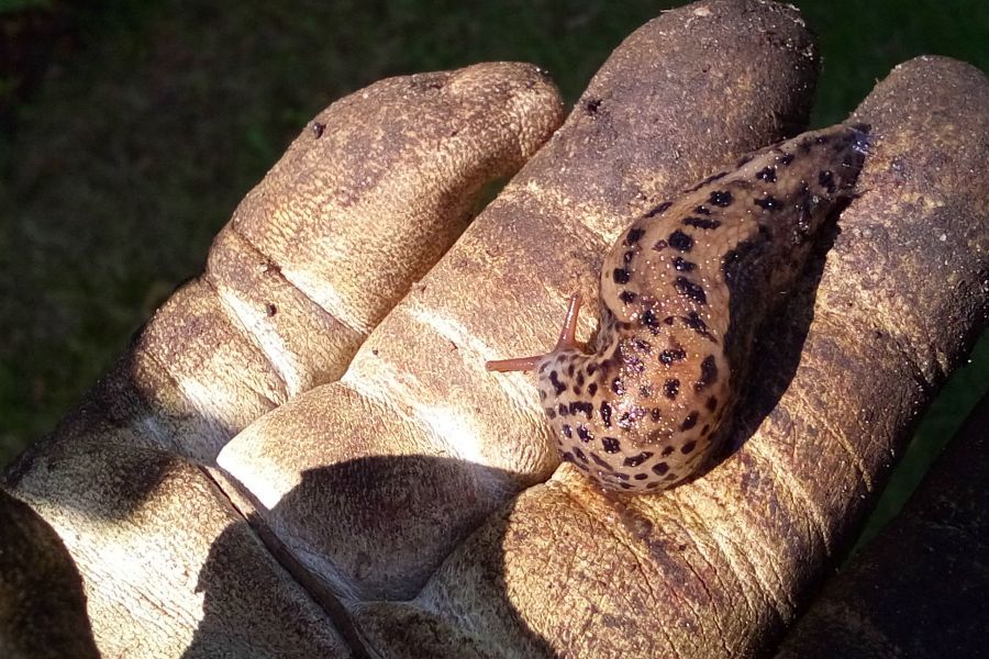 Nützliche Schnecken: Der Tiegerschnegel