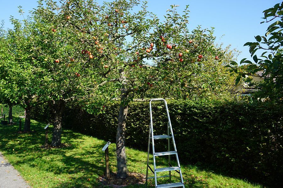 Die Früchte sind reif: Erntezeit