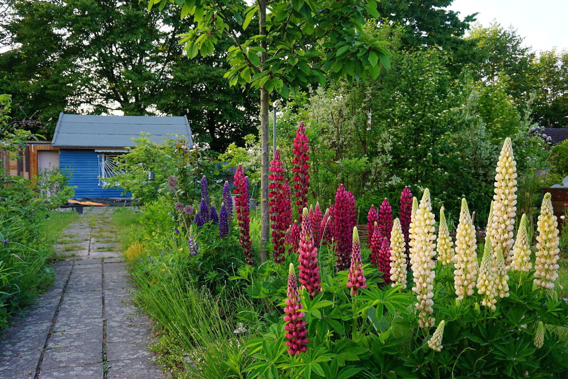 Blaue Laube mit bunten Lupinen